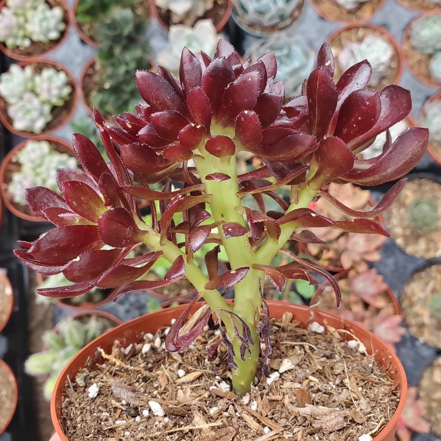 Aeonium Crest